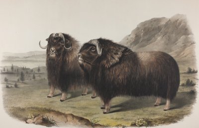 Plate 111. Ovibus Moschatus, Gmel. Musk Ox, 1848 by John James Audubon